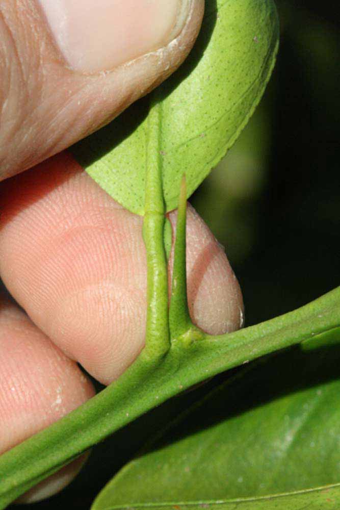               Petiole (Precoce de Valence, Riverside, CA)       